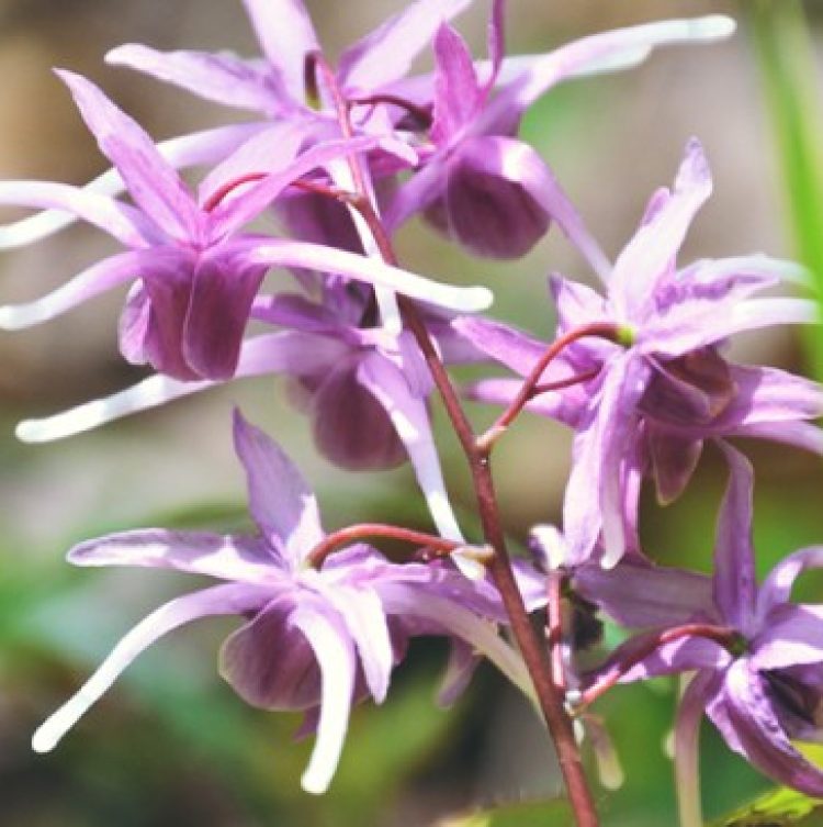 Horny Goat Weed